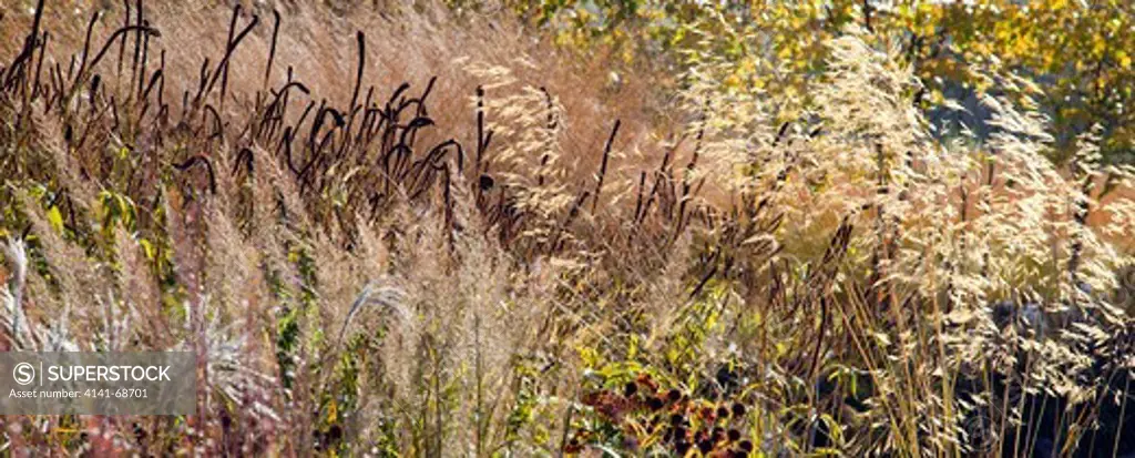 stunning planting of borders in late autumn with rich autumnal russet tones, tints and hues along with texture and shape from grasses, seed heads, and stems of herbaceous perennials, creating a wonderful display at trentham gardens staffordshire in november designed by Piet Oudolf