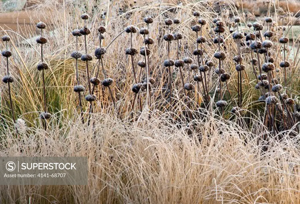 frosted borders of ornamental grasses, perennial stems leaves and seed heads in garden designed by pieter oudolf at trentham gardens staffordshire winter