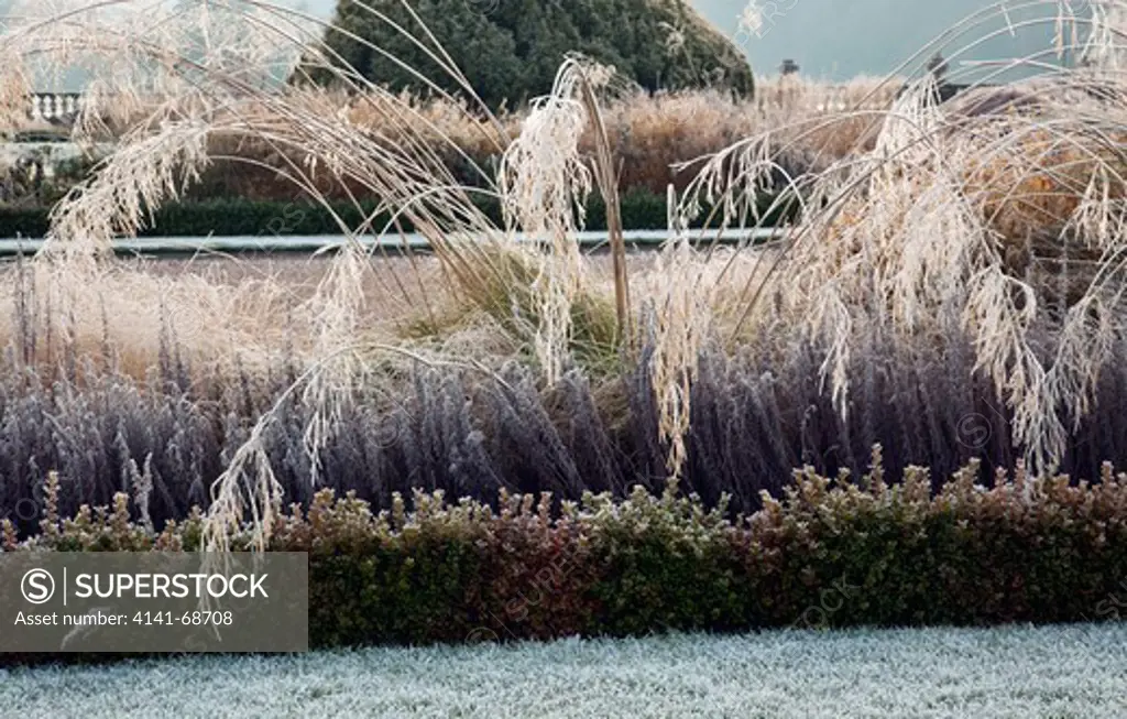 frosted grasses italianate formal garden at trentham gardens staffordshire in winter