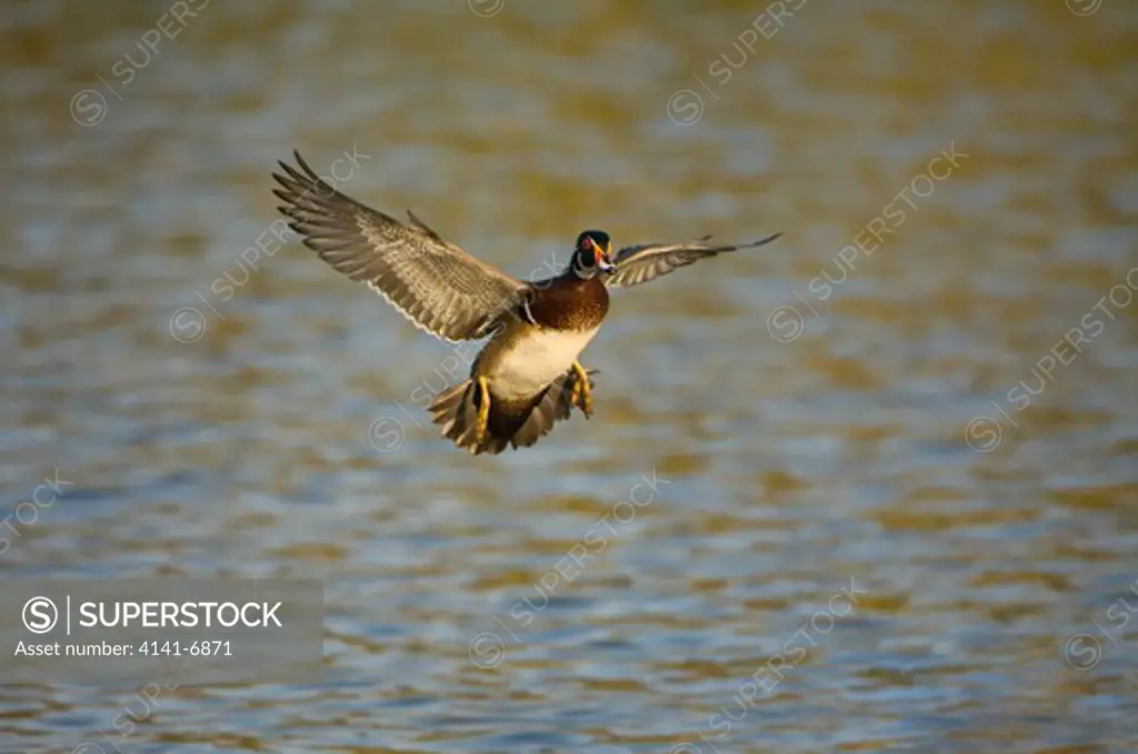 wood duck male coming into land on pond aix sponsa california, usa.
