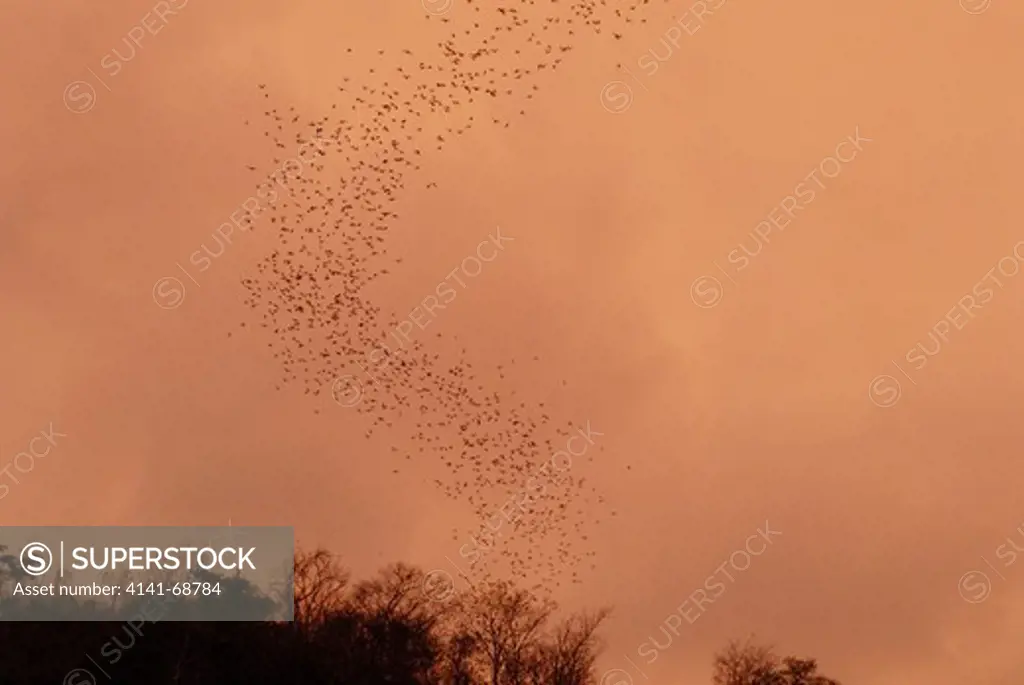 Thousands of bats leave Khao Luk Chang at sunset - a cave near Khao Yai national park in Thailand
