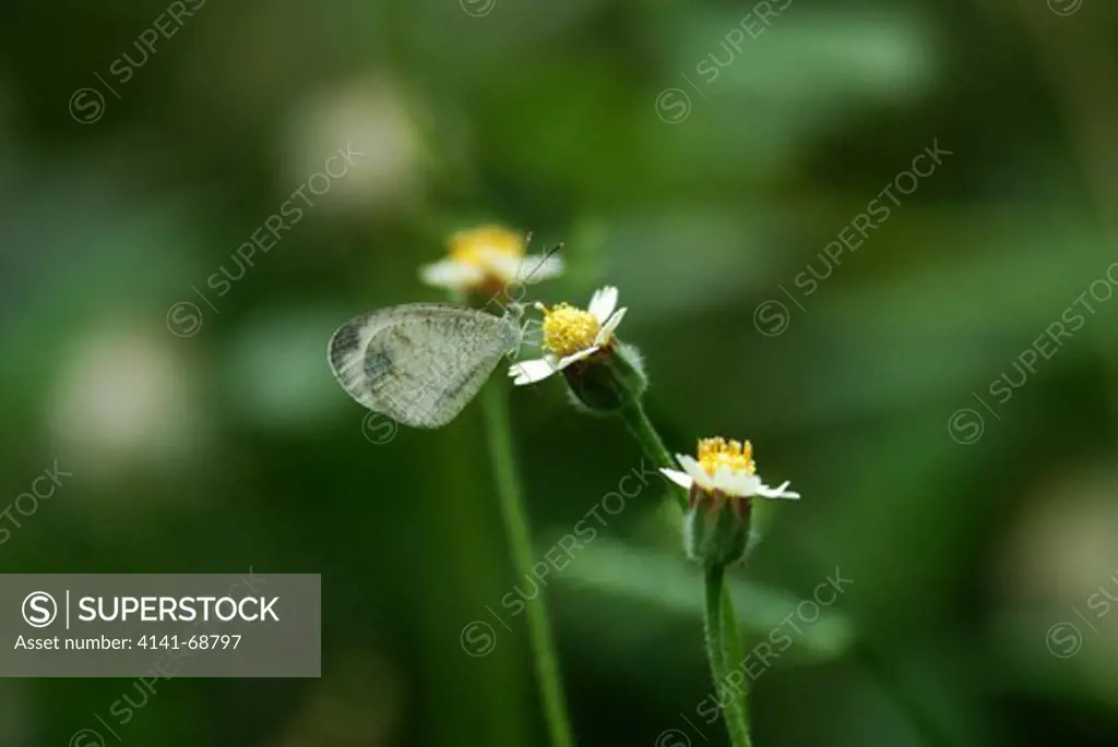 Psyche (Leptosia nina) - a small, white butterfly common in tropical asia. Photographed in Sam Roi Yod National Park, Thailand