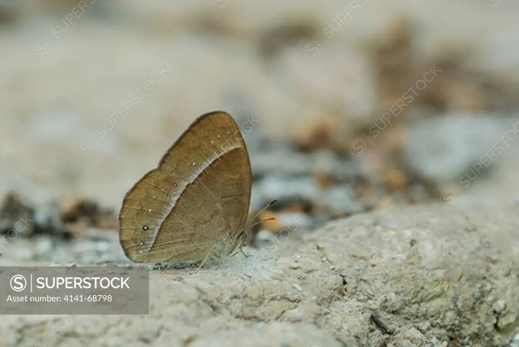 Lilacine Bushbrown (Mycalesis francisca) resting on the ground (dry season form). Photographed in Khao Yai National Park in Thailand