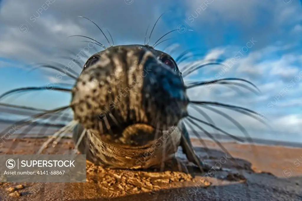 Grey Seal (halichoerus grypus) Extreme close up, seal approached photographer inquisitively lincolnshire, england, UK
