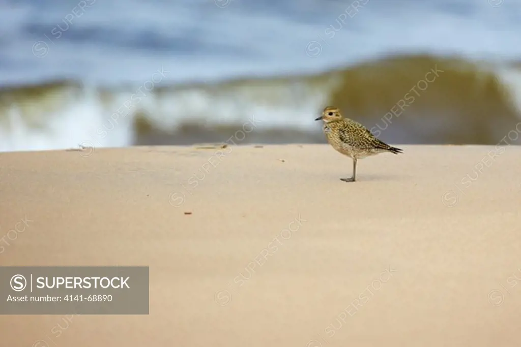 Golden plover (Pluvialis apricaria) standing on beach, Finland, September 2012