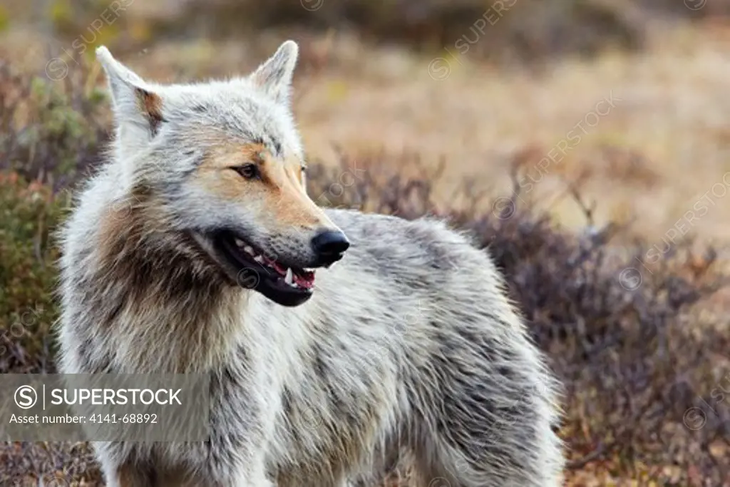 Gray Wolf (Canis lupus) close up, Kuhmo, Finland, May 2012