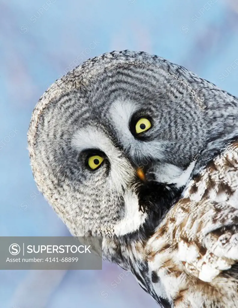 Great-Grey Owl (Strix nebulosa) head portrait, Joensuu, Finland, March 2010