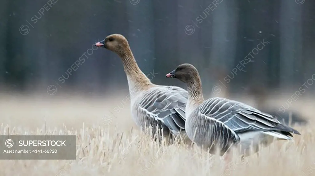 Pink-footed Geese (Anser brachyrhynchus), Finland, April 2010