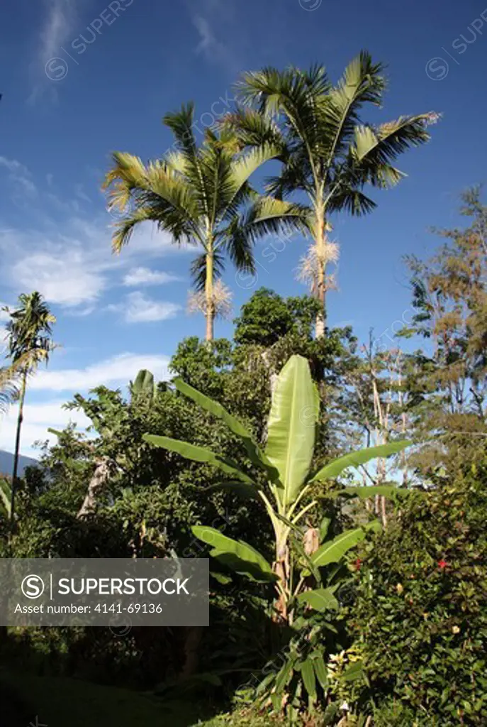 Agroforestry plot, Gormdan village, Saruwaged Mountains, Papua New Guinea