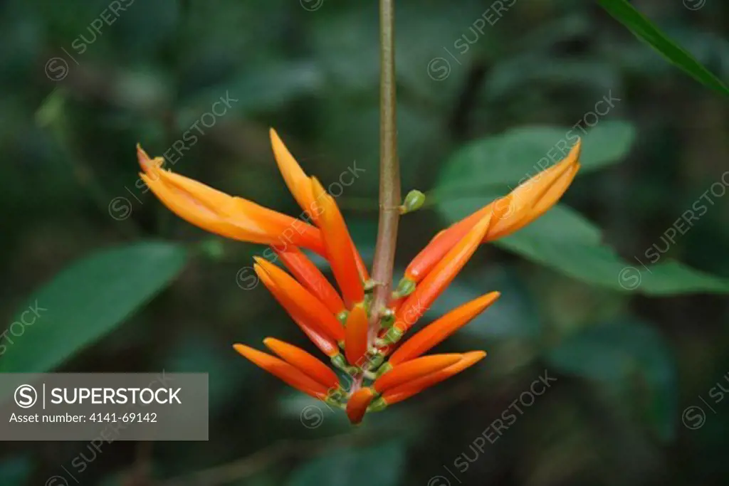 ginger flower, Milne Bay Province, Papua New Guinea (Zingiberaceae)