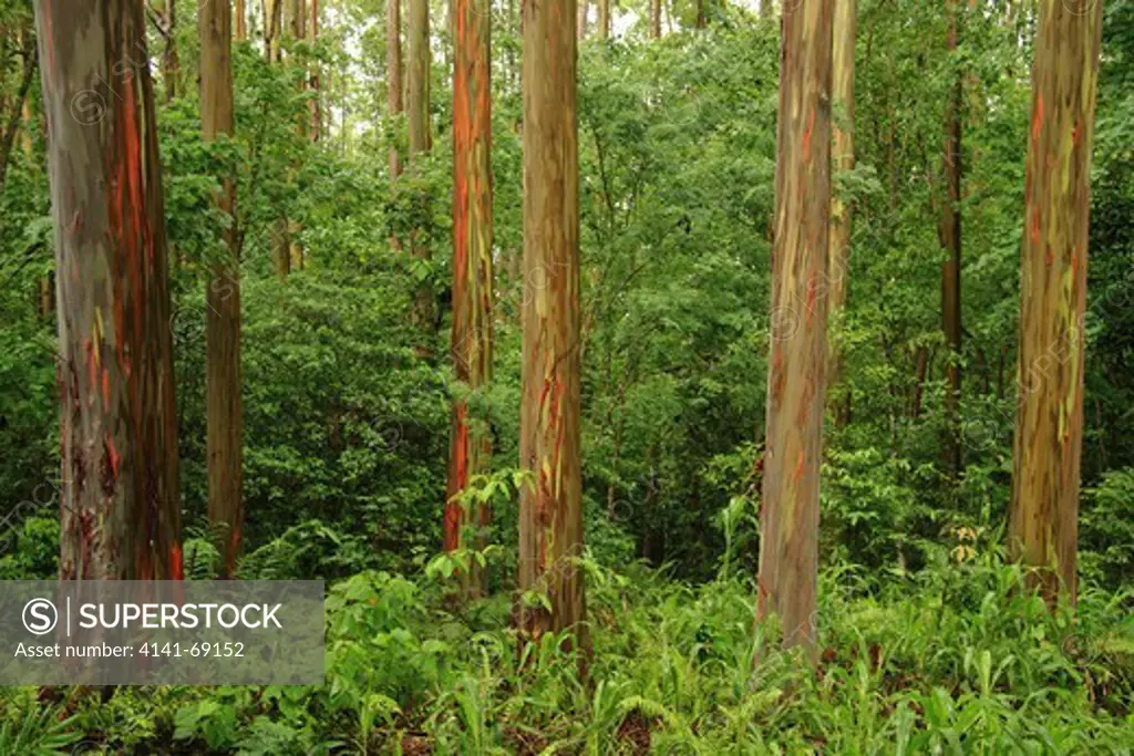 Kamarere Plantation (Eucalyptus deglupta), Milne Bay Province, Papua New Guinea