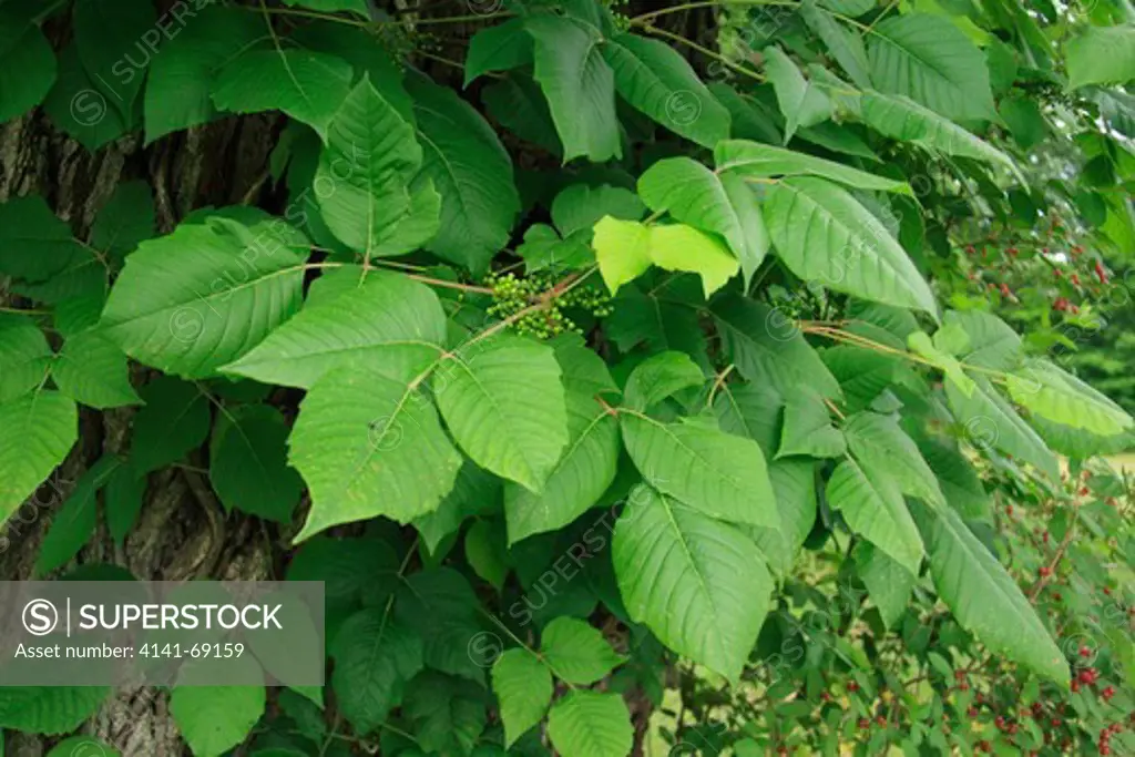 Poison Ivy (Toxicodendron radicans), West Virginia, USA