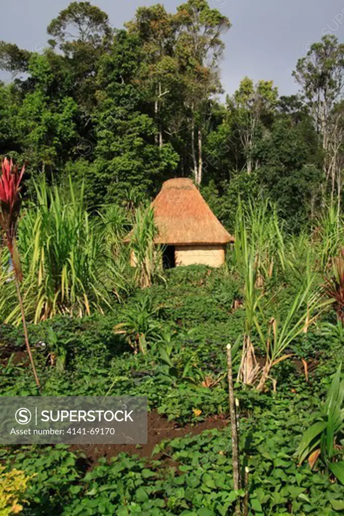 upland garden, Tari valley, Hela Province, Papua New Guinea