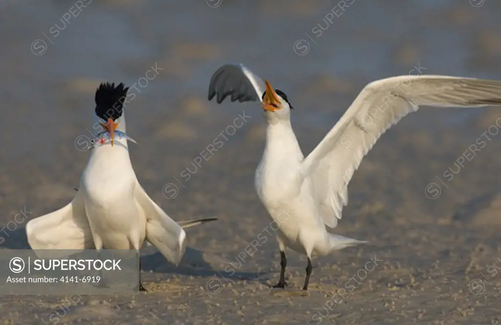 royal terns courtship, food transfer sterna maxima florida