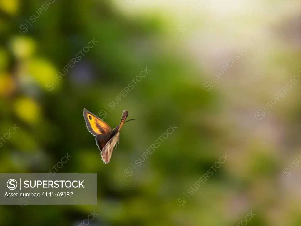 GATEKEEPER or HEDGE BROWN (Pyronia tithonus) in flight