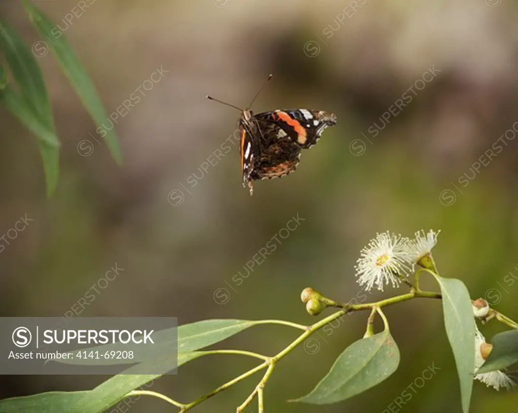 RED ADMIRAL (Vanessa atalanta) flying around Eucalyptus, the nectar from its flowers is a popular food sauce in late autumn