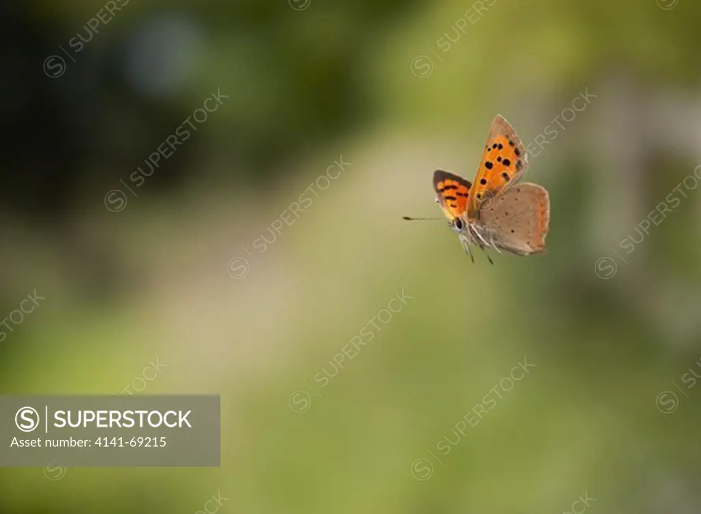 SMALL COPPER (Lycaena phlaeas) flying over fence  England