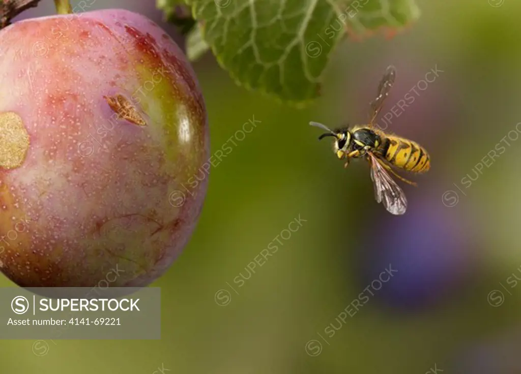 COMMON WASP (Vespula vulgaris) flying around plum If you have fruit trees wasps are deemed pests, otherwise they are considered beneficial insects