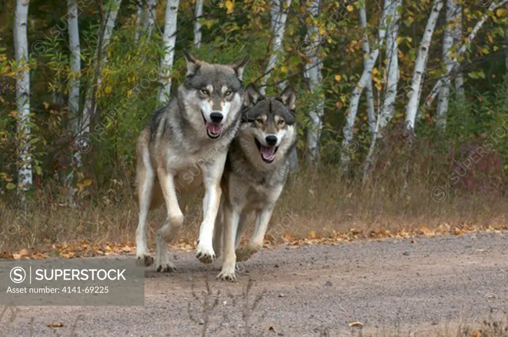 Timber or Gray wolves moving at edge of forest, along gravel roadside. (Canis lupus); Minnesota; North America; Captive.