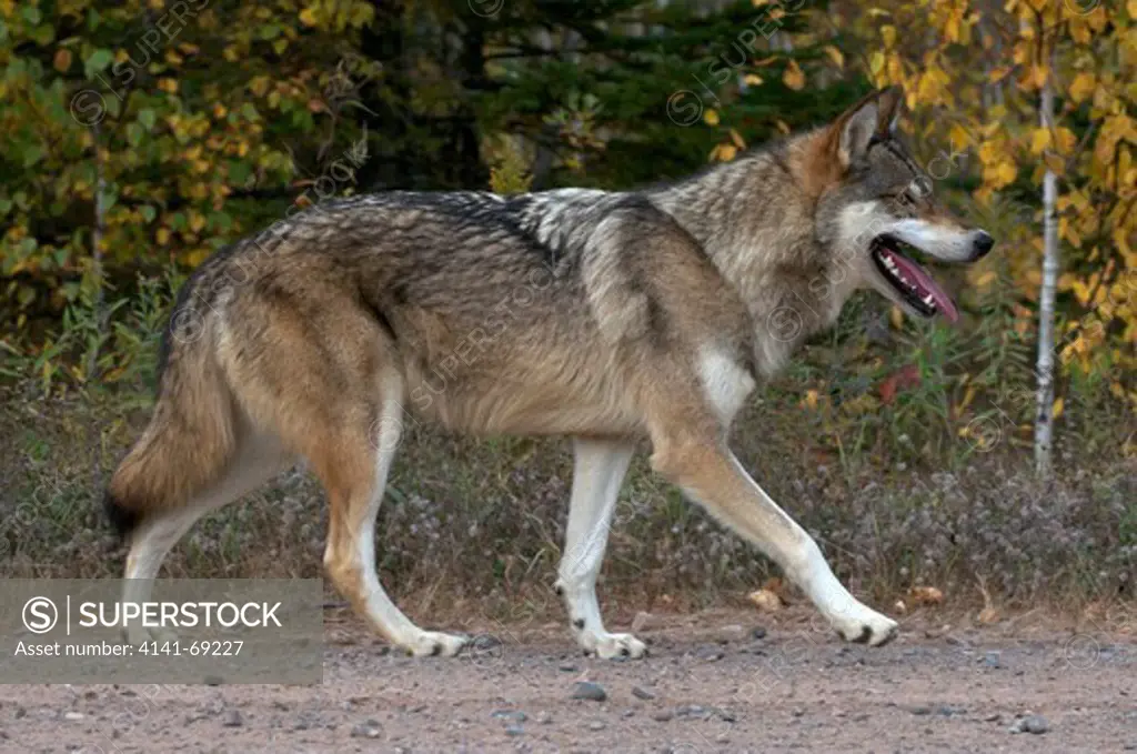 Timber or Gray wolf moving at edge of forest, along gravel roadside. (Canis lupus); Minnesota; North America; Captive.