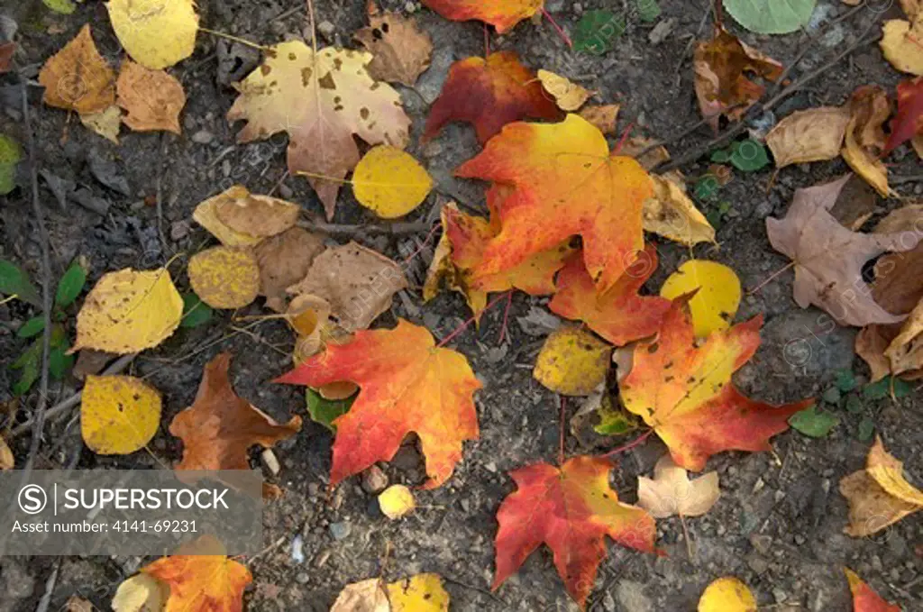 Autumn Leaves. Sugar Maple (Acer saccharum) and Trembling Aspen (Populus tremuloides). Shore of Lake Superior, Ontario, Canada