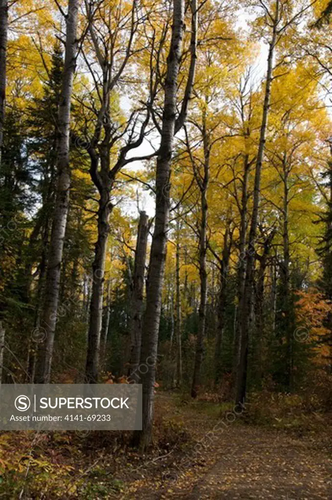 Hiking trail through forest of Trembling Aspen (Populus tremuloides); Boreal Forest. Autumn. Near Thunder Bay, Ontario