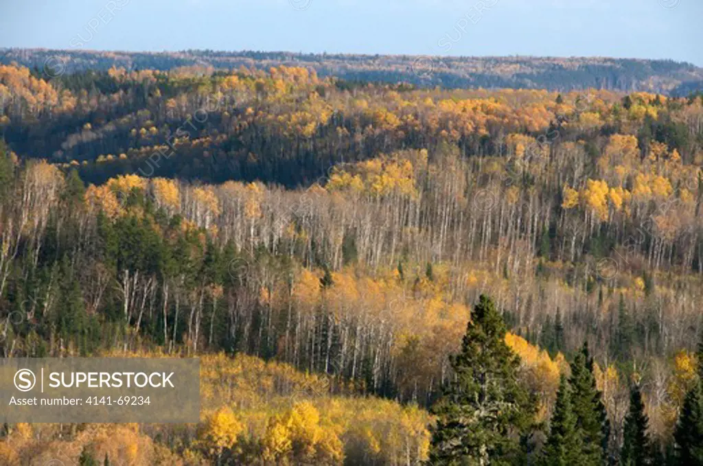 Scene of boreal forest in late autumn colors with Trembling Aspen trees. (Populus tremuloides). Near Thunder Bay, Ontario, Canada.