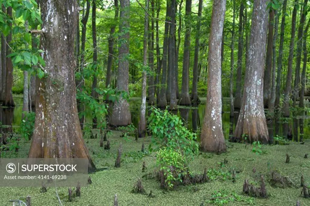 Bald cypress trees (Taxodium distichum) and swamp vegetation in the Lacassine National Wildlife Refuge, Louisiana, USA.