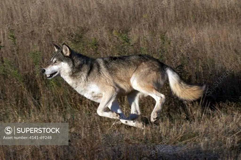 Timber or Gray wolf running in tall dried grass with low light; Minnesota; North America; (Canis lupus); Captive.