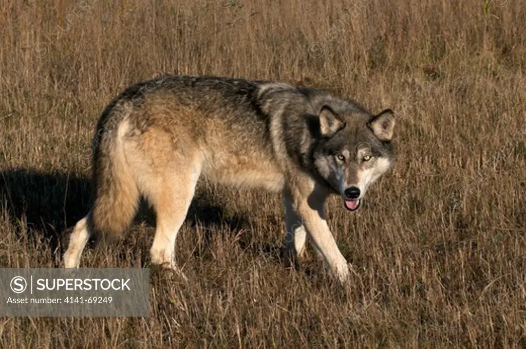 Gray Wolf or Timber Wolf (Canis lupus), in late autumn grasses, Captive, Minnesota, North America