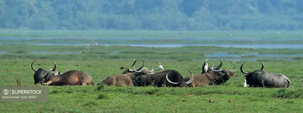 Wild buffalo bull (Bubalus bubalis) bathing, India.