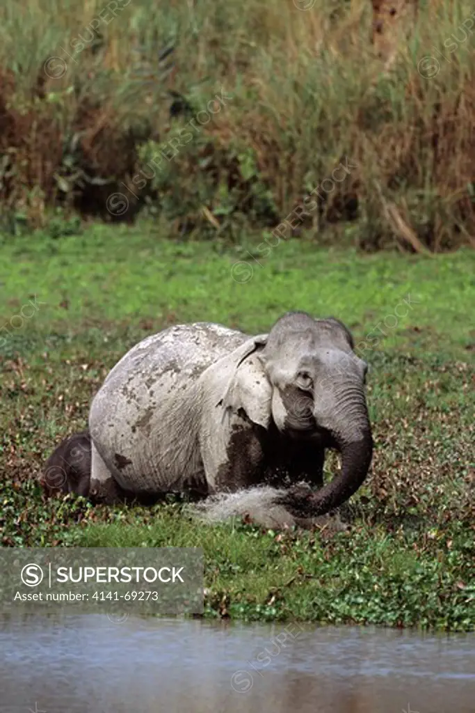 Indian elephant (Elephas maximus) Female showering her young, Kaziranga NP, India.