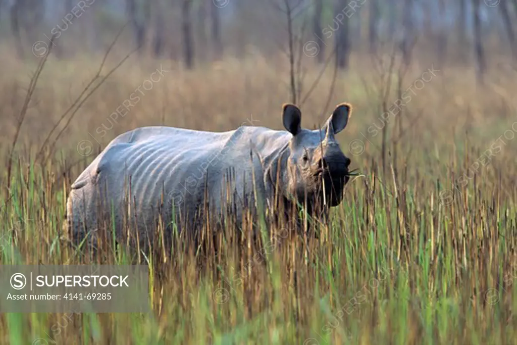 Great Indian Onehorned Rhinoceros (Rhinoceros unicornis) Feeding