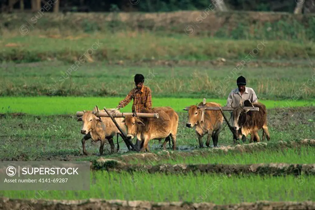 Farmer plowing his rice field Kaziranga Assam India