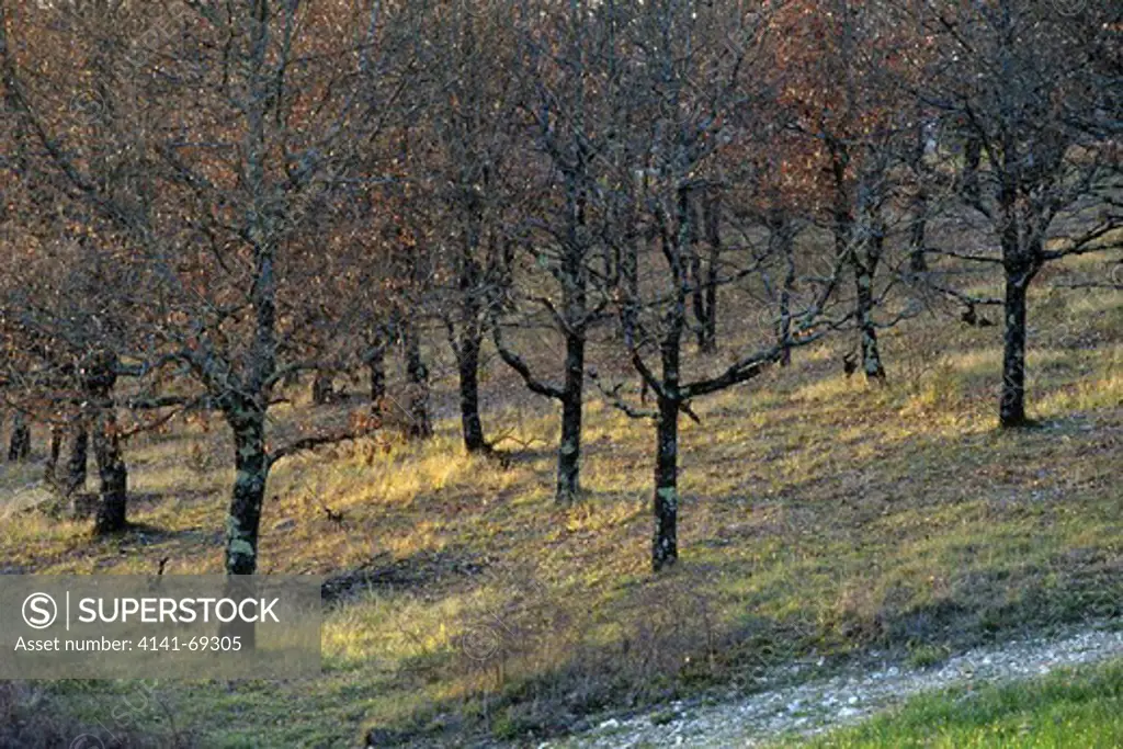 Truffle Pubescent oaks (Quercus pubescens) Lot & Quercy, France.         Feature text available - please contact sales@photoshot.com for more info
