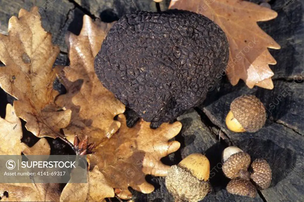 Truffle (Tuber melanospurum) with acorns (Quercus pubescens) Lot & Quercy, France         Feature text available - please contact sales@photoshot.com for more info