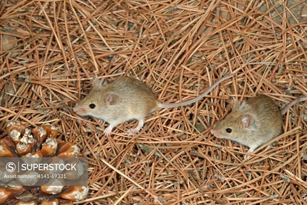 Algerian Mouse, Mus spretus, on pine needles, controlled, Spain