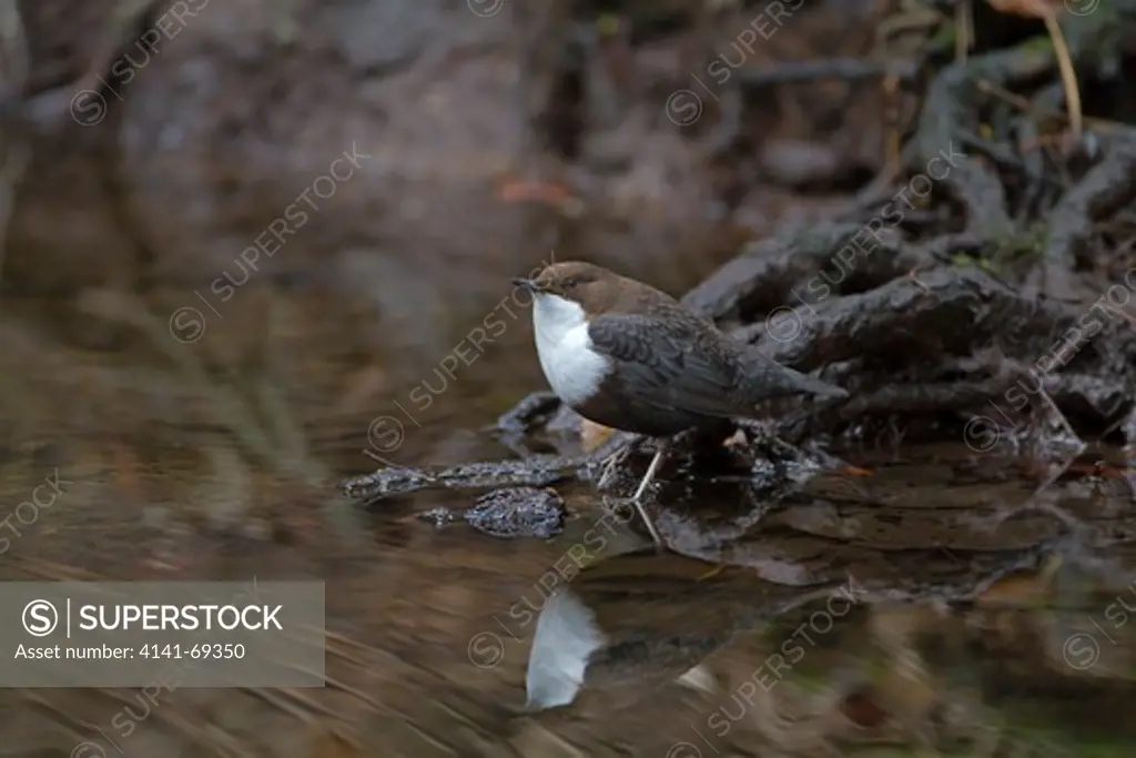 Black-bellied Dipper, C.c.cinclus, perched by stream showing reflection, winter, Norfolk UK