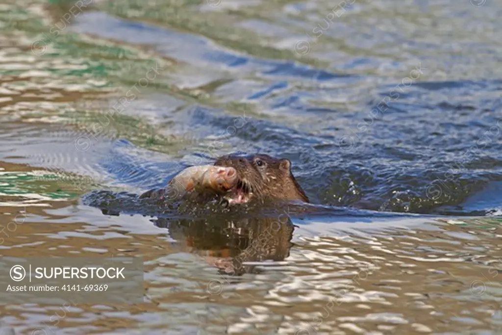 European Otter, L. lutra, swimming with large Roach, R. rutilus, in river Thet, Thetford, Norfolk UK