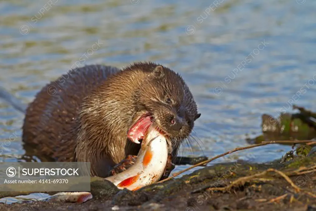 European Otter, L. lutra, eating large Roach, R. rutilus on banks of river Little Ouse, winter, Thetford, Norfolk UK