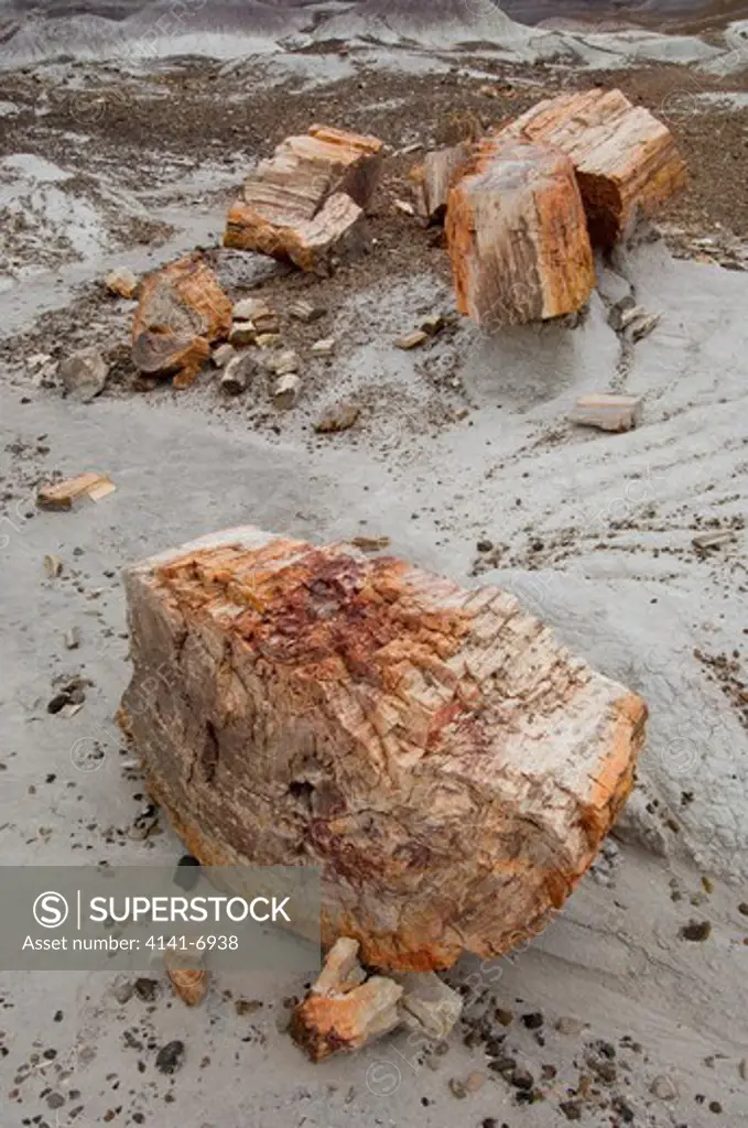 petrified logs petrified forest national park, blue hills area, arizona
