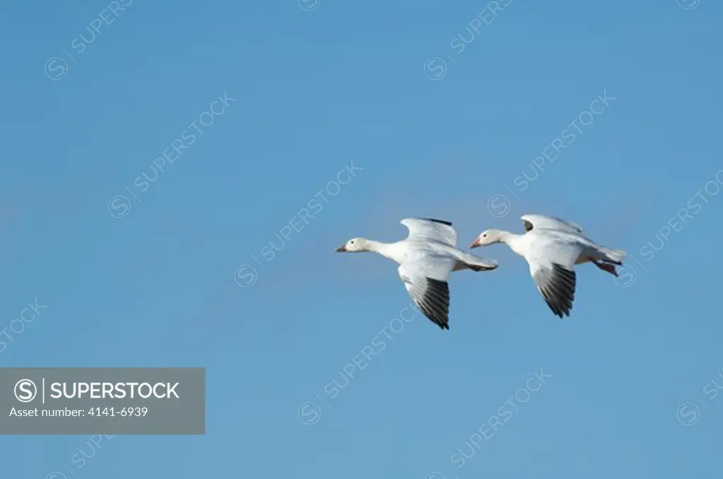 snow geese anser caerulescens bosque del apache national wildlife refuge, new mexico