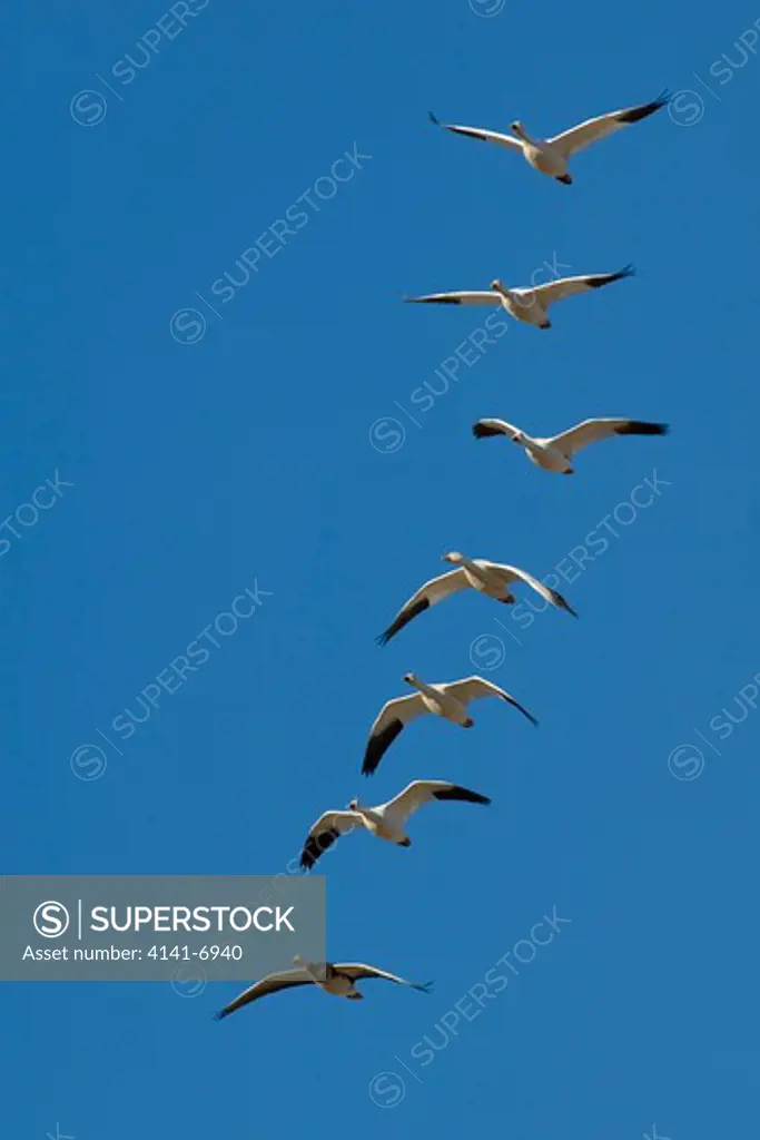 snow geese anser caerulescens bosque del apache national wildlife refuge, new mexico