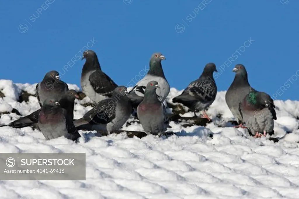 FERAL PIGEONS (Columba livia) on a snow covered rooftop, West Yorkshire, UK, January.