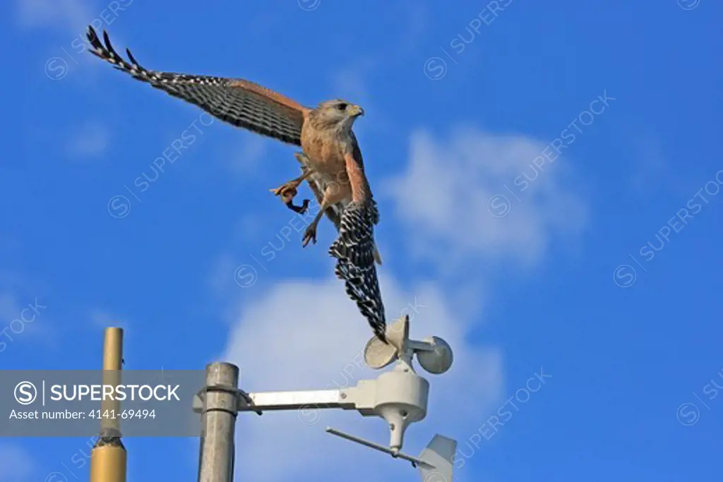 Red-shouldered Hawk (Buteo lineatus) flying