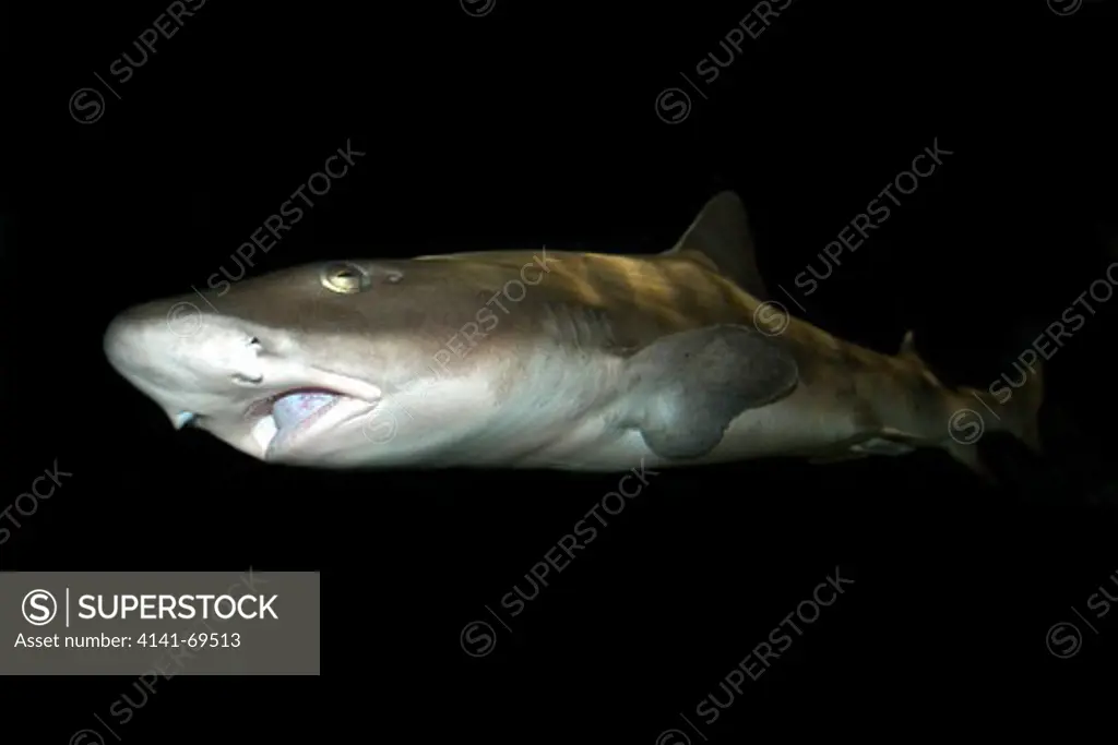Banded hound shark, Triakis scyllium, northwest Pacific Ocean, captive.