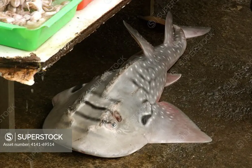 Bowmouth guitarfish, Rhina ancylostoma, for sale at Nanfang'ao fish market, Suao, Taiwan (Republic of China).