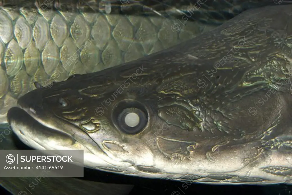 Arapaima or pirarucu face detail, Arapaima gigas;  largest freshwater fish, naturally occurs in the Amazon river basin, mainly in Brazil; photo taken in captivity.