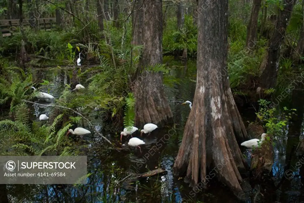 AMERICAN WHITE IBIS (Eudocimus albus) and GREAT WHITE EGRET (Ardea alba) feeding in swamp, Six Mile Cypress Slough Preserve, Fort Myers, Florida, USA. January