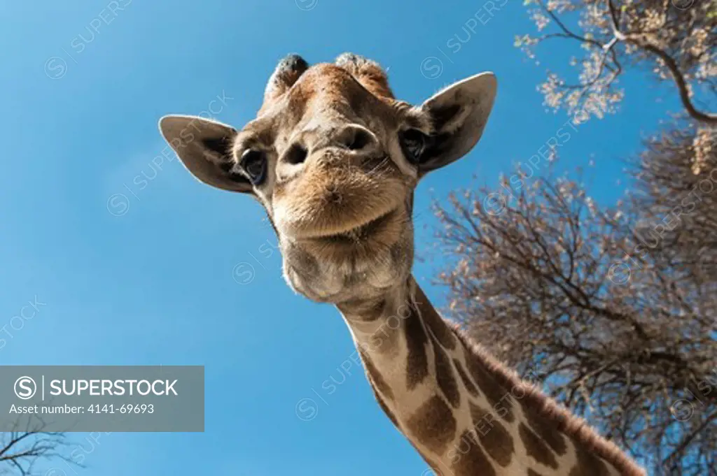 Africa, Southafrica, Lionspark. giraffe, Giraffa camelopardalis.  Afrika, Suedafrika, Lionspark. Giraffe, Giraffa camelopardalis.